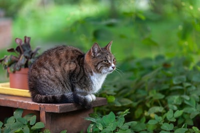 在植物附近的棕色虎斑猫在锅上
